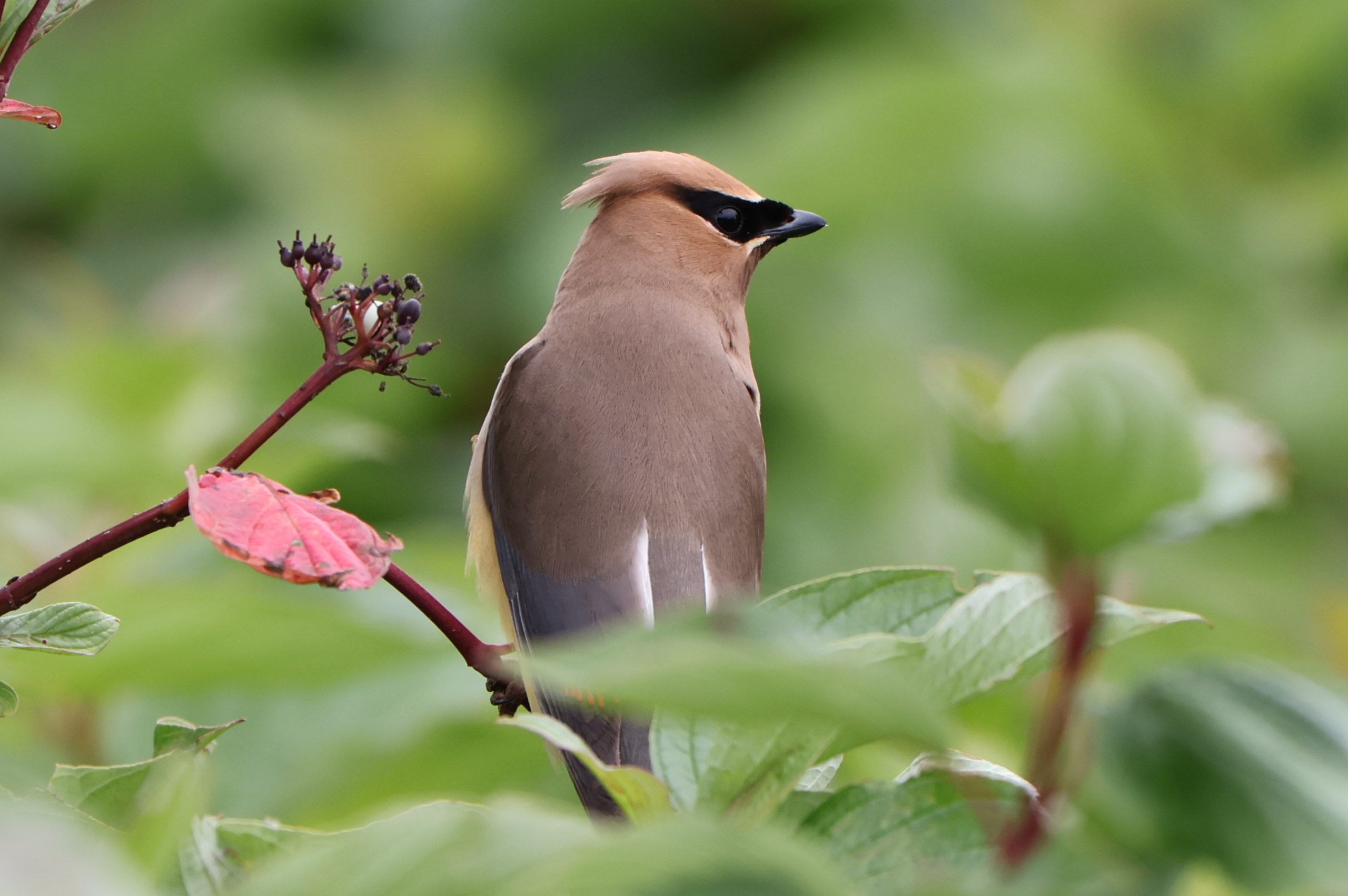 Parc national Forillon - 2023